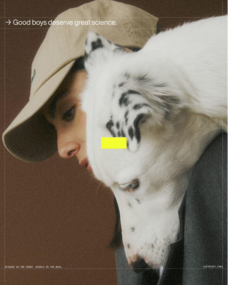 The Dog Longevity Guide