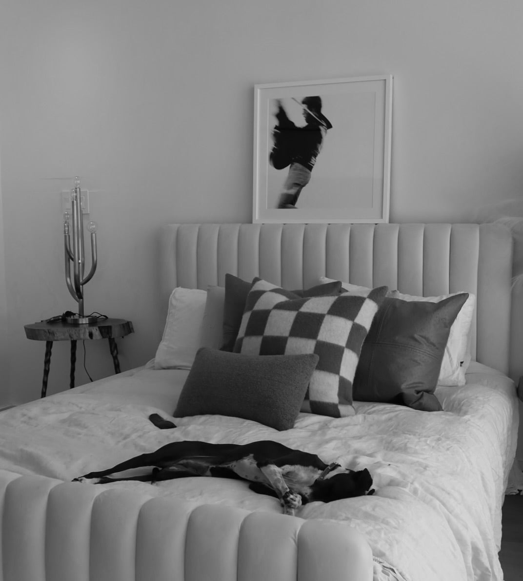 The Hidden Cause of Aging in Dogs: Inflammation, Explained.