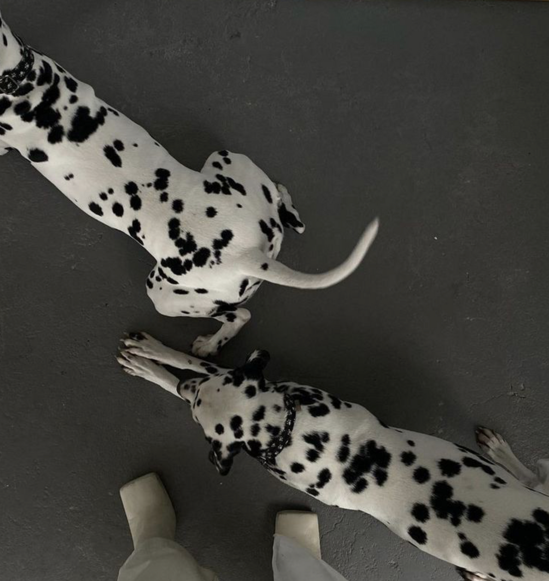 Can Dogs Live Longer? What Science Says About Extending Your Dog’s Healthspan.