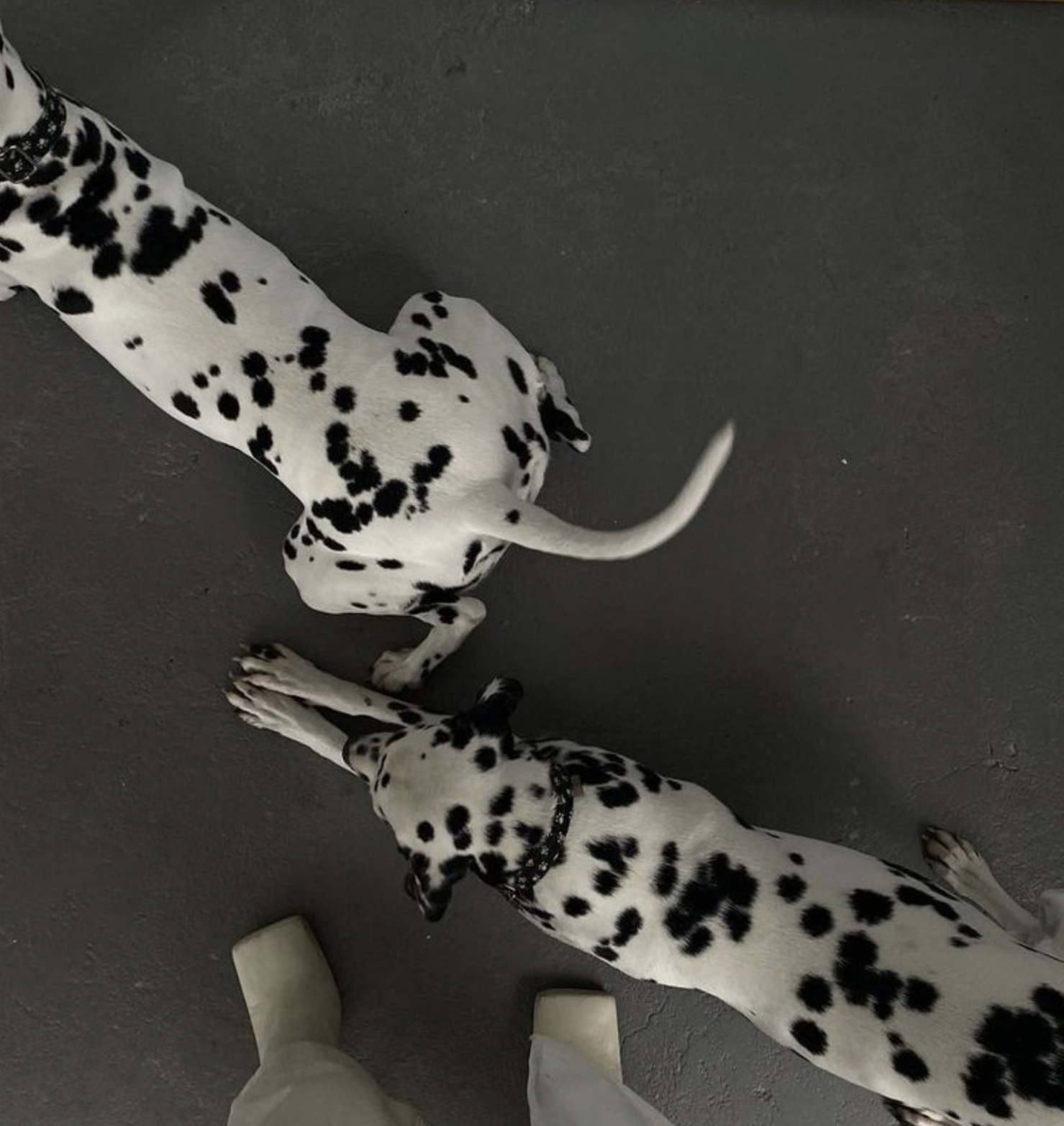 Can Dogs Live Longer? What Science Says About Extending Your Dog’s Healthspan.