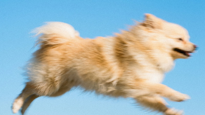 The Dog Longevity Guide