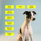 CanineCell+