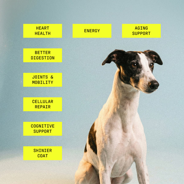 CanineCell+
