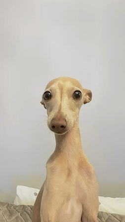 Image-Dog-1_6ec4a01d-9a16-402e-b1e5-bf7a8640e947.png