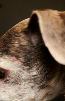 Image-Dog-2.png