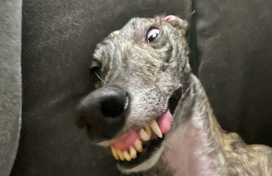 Image-Dog-5.png
