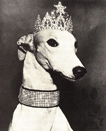 Image-Dog-6.png